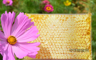 蜂巢蜜怎么生产?-知花蜂蜜网-,蜂产品深加工技术-蜂蜜|巢蜜|巢蜜生产技术 .